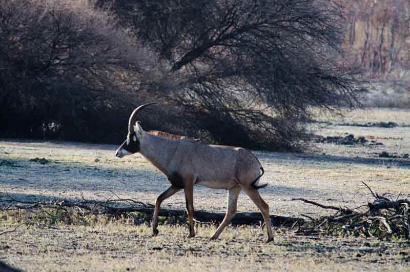 Antílope Roan - reserva de animales Mahango - Namibia 4.jpg